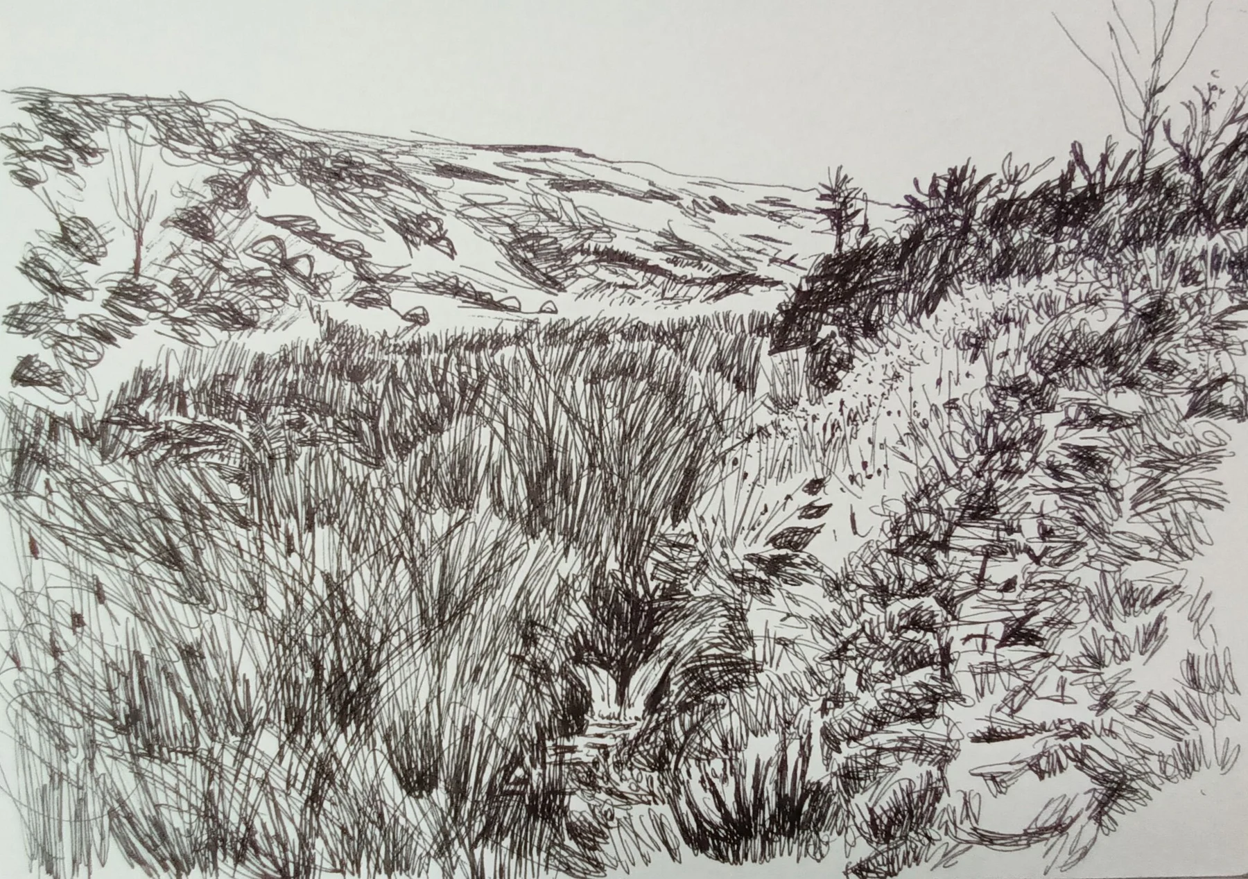 Withypool Common, Brook, Sketch — Pen and watercolour on paper, 2025